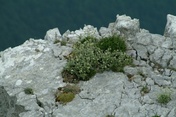 Potentilla apennina /Potentilla degli Appennini